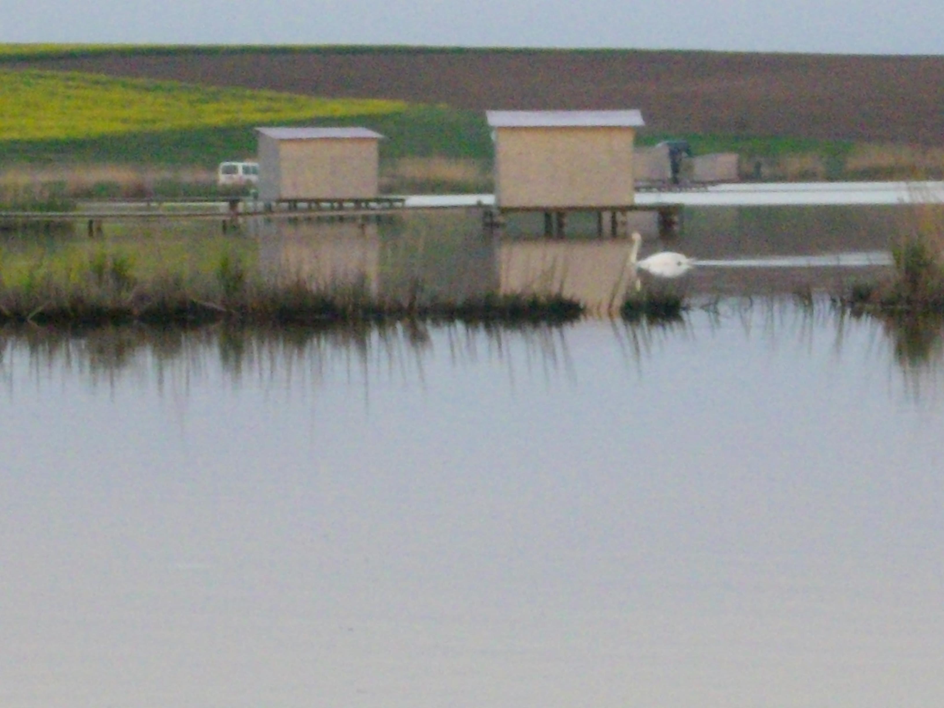 Lacul CHIROIU 4 - IMGP1013.JPG